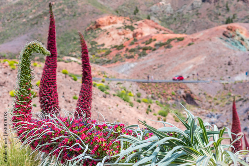 Blossoming of the red tajinaste or echium widprettii plant on springtime on volcan Teide. Tenerife, Canary Islands, Spain
