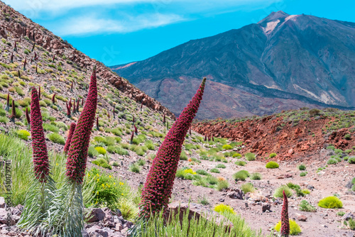 Blossoming of the red tajinaste or echium widprettii plant on springtime on volcan Teide. Tenerife, Canary Islands, Spain