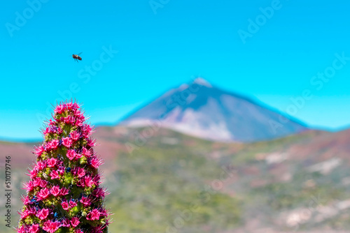 Blossoming of the red tajinaste or echium widprettii plant on springtime on volcan Teide. Tenerife, Canary Islands, Spain