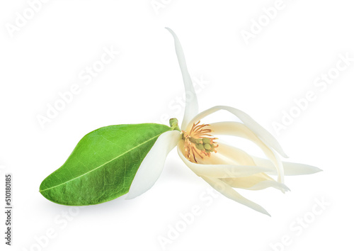 Beautiful Flower, Illustration of White Michelia Alba Flower or Michelia Champaca Flower with Green Leaves on white background. photo