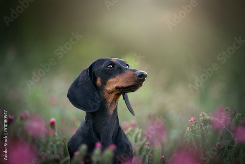 Dachshund dog in the field
