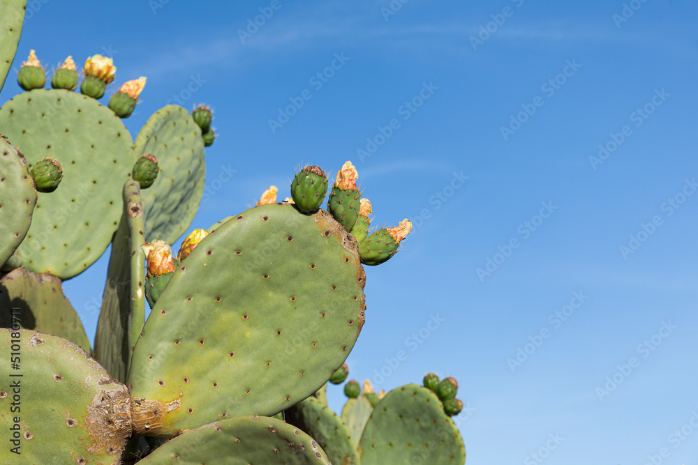 Prickly pear with flowers next to a clear blue sky copy space Prickly pear with flowers next to a clear blue sky copy space