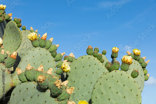 Green nopales with flowers next to a clear blue sky photo