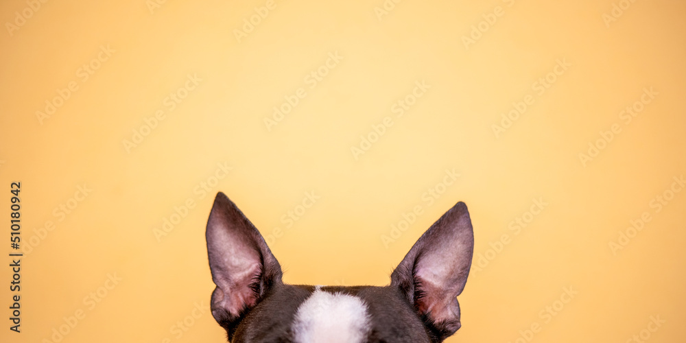 are boston terrier ears cropped
