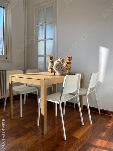 Three bengal cats on table in kitchen photo