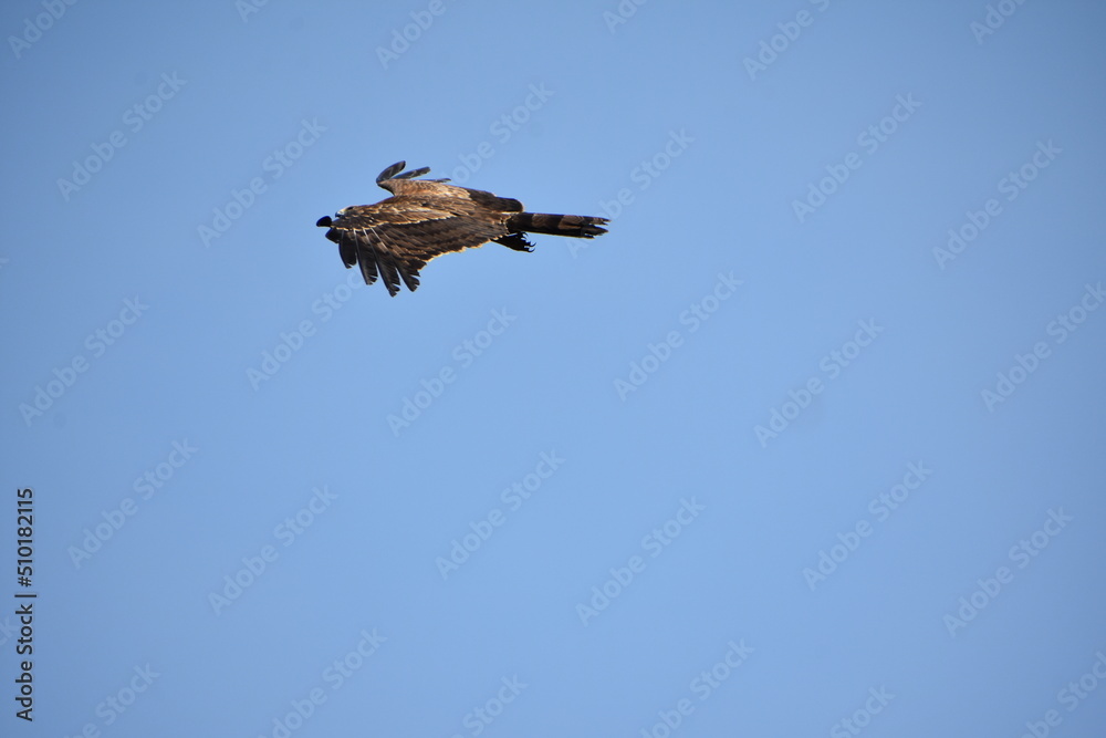 Obraz premium Eagle flying