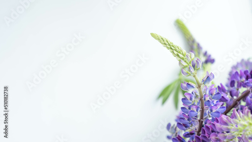 purple lupins flowers on white background with place for text