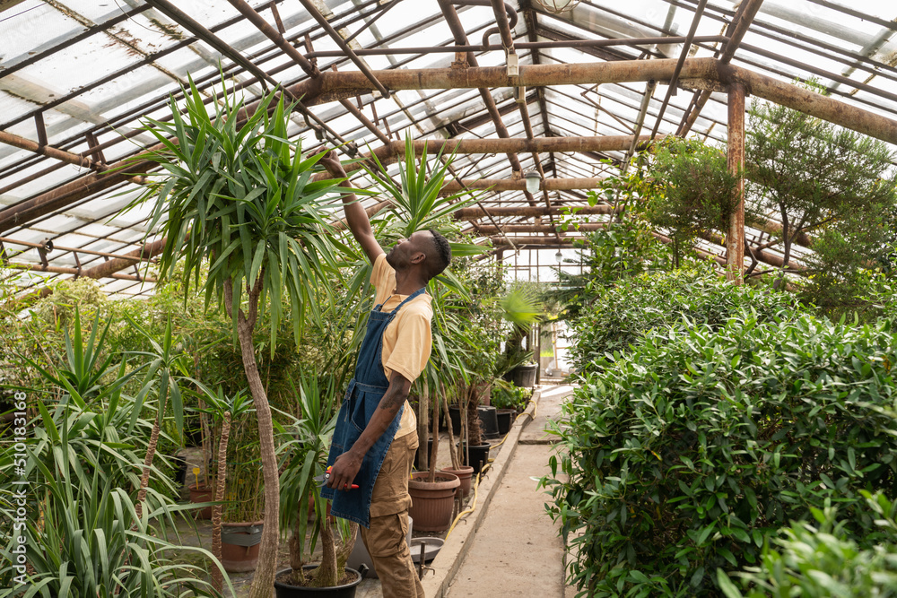 Greenhouse Worker Working With Exotic Plants Greenhouse Worker Working With Exotic Plants