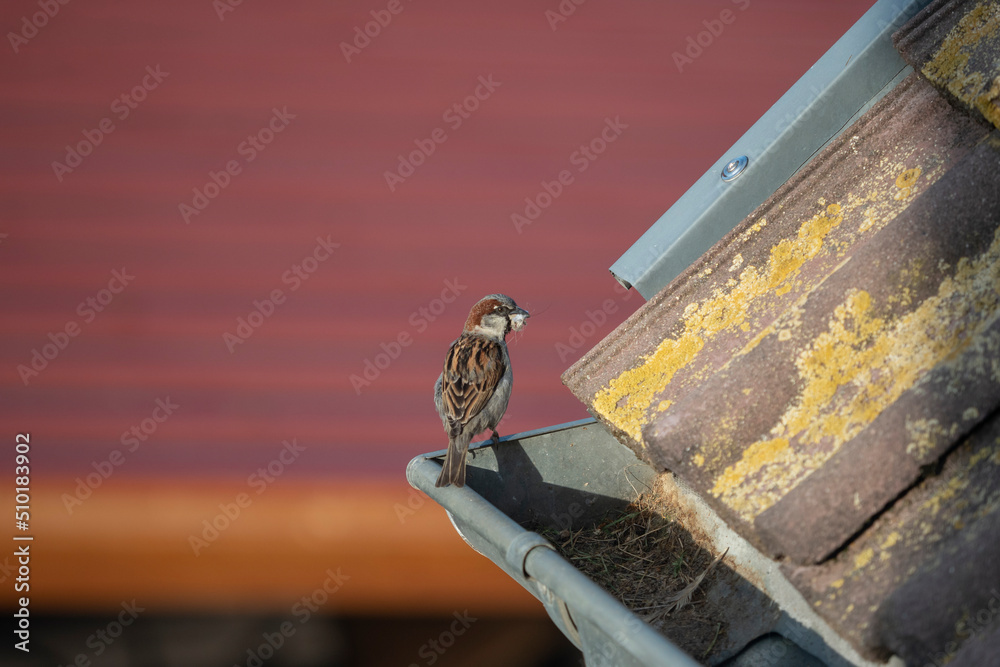 Obraz premium Haussperling