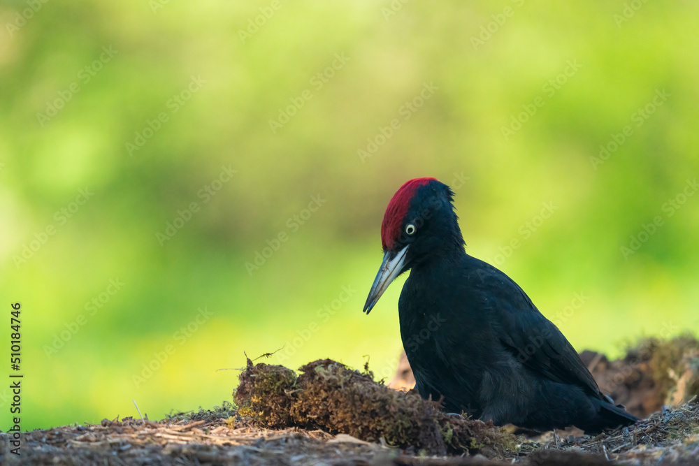 Male Black Woodpecker Looking For Ants To Eat Male Black Woodpecker Looking For Ants To Eat