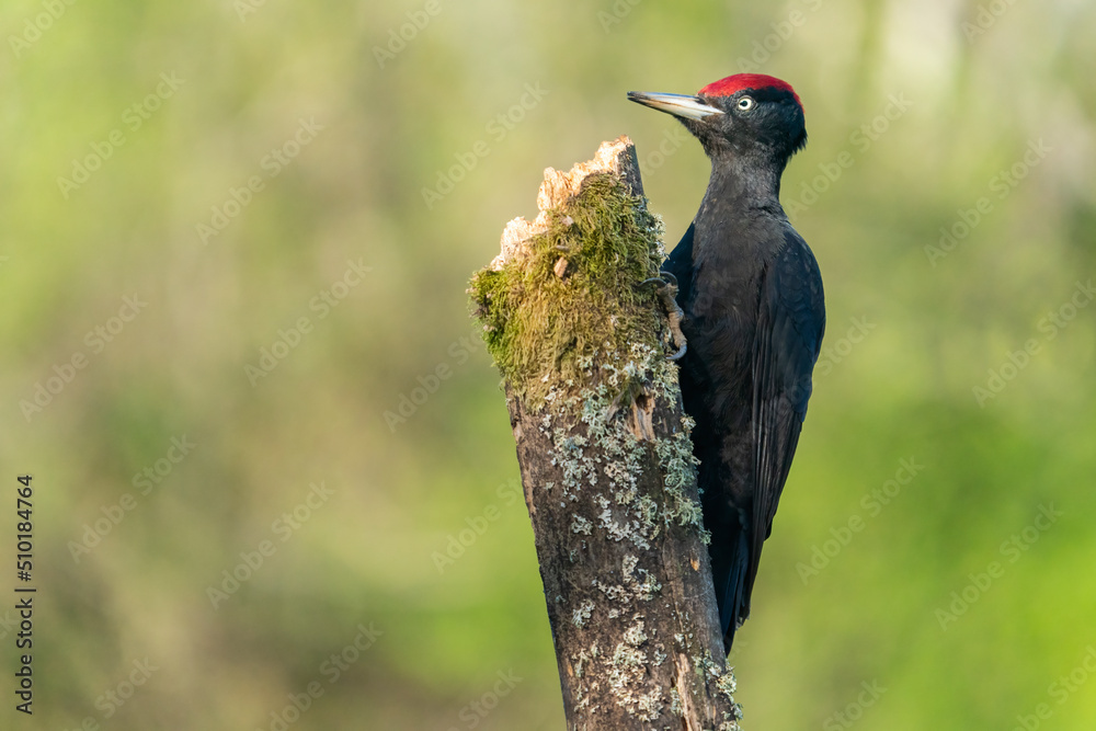 Portrait Of A Black Woodpecker Perched On A Branch Portrait Of A Black Woodpecker Perched On A Branch
