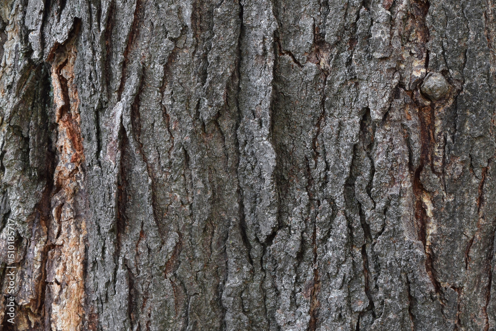 Textured Old Tree Trunk Background Textured Old Tree Trunk Background