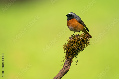 Common Redstart In Forest   photo