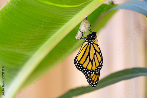 Monarch Butterfly Hanging From Chrysalis