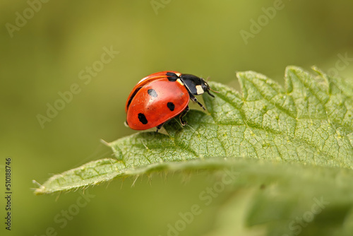 ladybug on a leaf © Николай Срибяник