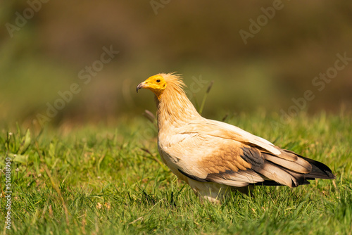 Beautiful Egyptian Vulture Portrait   photo