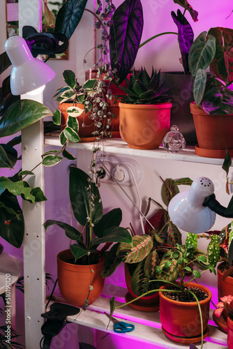 Houseplants illuminated by home phyto lamp.