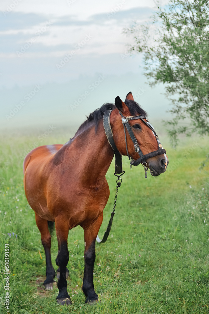 Brown lonely horse on a leash in a meadow in foggy weather Brown lonely horse on a leash in a meadow in foggy weather