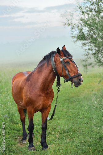 Brown lonely horse on a leash in a meadow in foggy weather