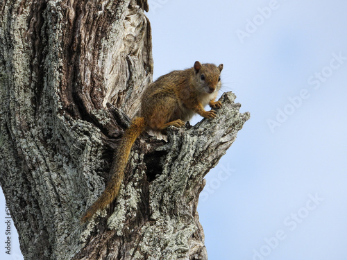 Cape ground squirrel isolated in a tree © Richard
