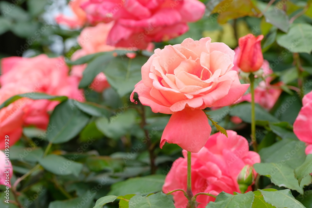 Catherine Deneuve rose in full blooming Catherine Deneuve rose in full blooming