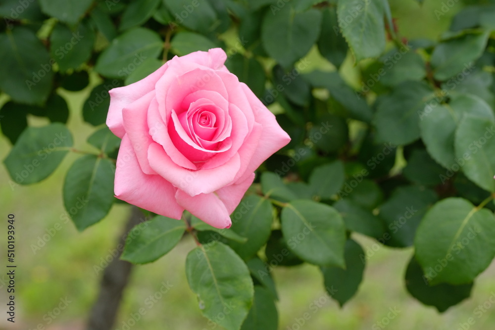 Carina rose in full blooming Carina rose in full blooming