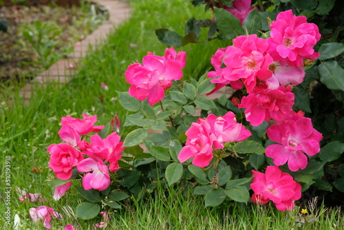 Photography knock out rose in full blooming
