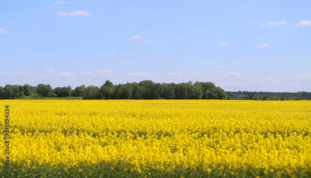 Photos of beautiful yellow fields and blue sky