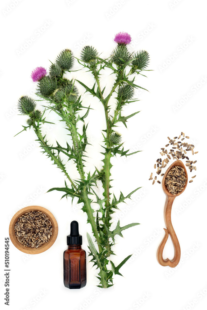 Milk thistle herb plant, seeds and oil used in natural herbal plant