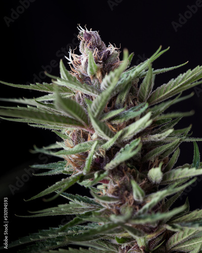 Fresh harvested cannabis bud and flowers against a black backdrop. Purple and orange cannabis buds.