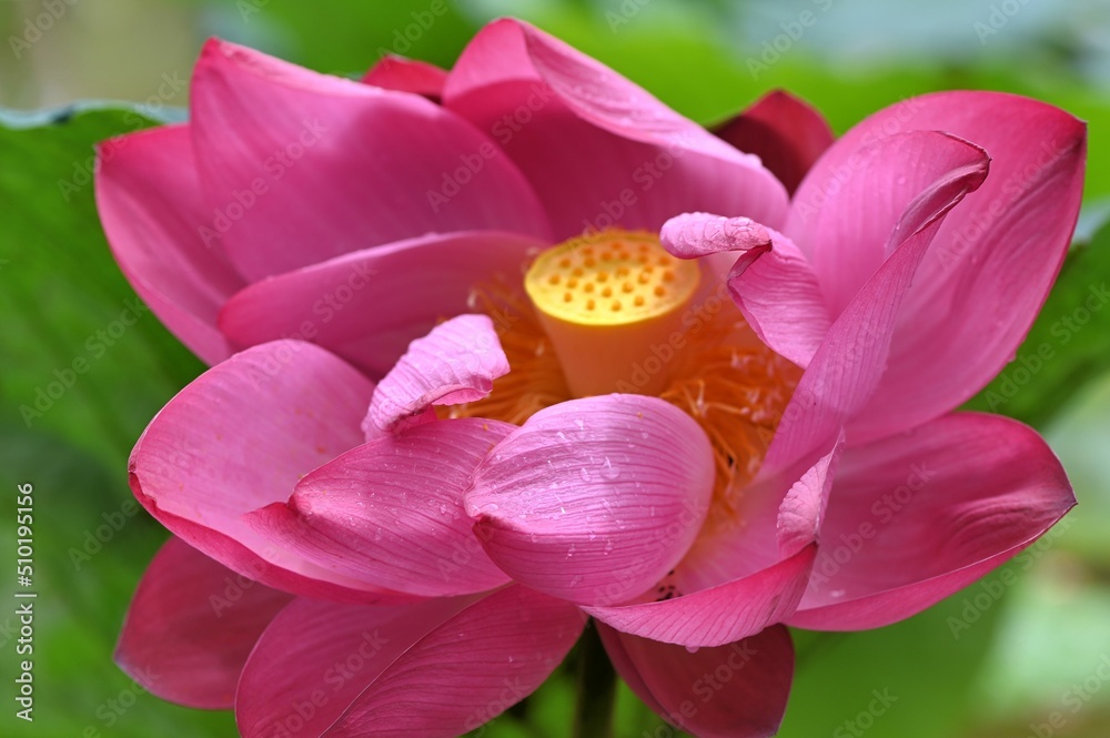 lotus flower (Nelumbo nucifera) background