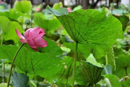 lotus flower (Nelumbo nucifera) background