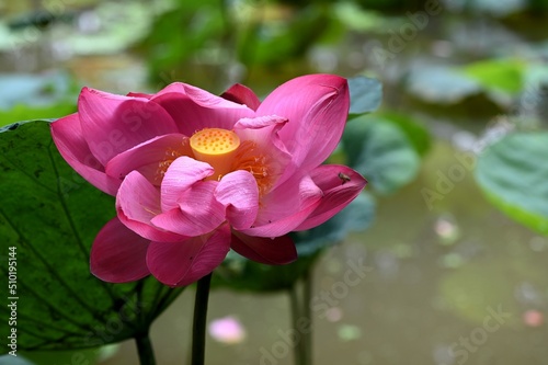 lotus flower (Nelumbo nucifera) background