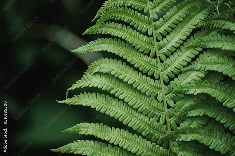 Fern close-up. Horizontal picture Fern close-up. Horizontal picture