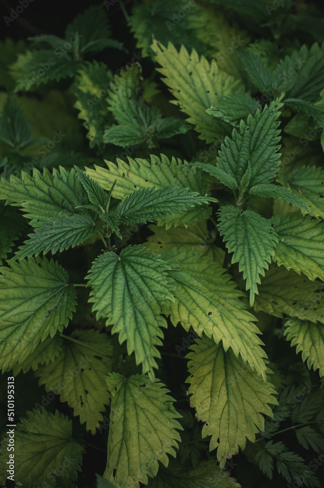 Nettle in the shady forest. Spring Green Nettle in the shady forest. Spring Green