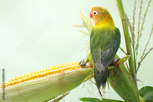 A lovebird is perched on a corn kernel that is ready to be harvested. This bird which is used as a symbol of true love has the scientific name Agapornis fischeri. © I Wayan Sumatika