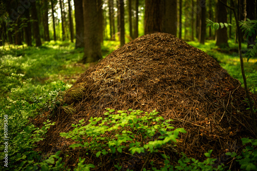 A large anthill in a spruce forest.The house of ants.Forest reserve forest.Walking in the fresh forest. photo