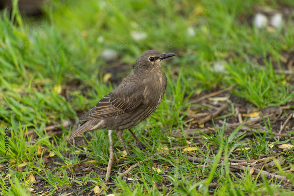 A starling chick is looking for food among the green grass A starling chick is looking for food among the green grass
