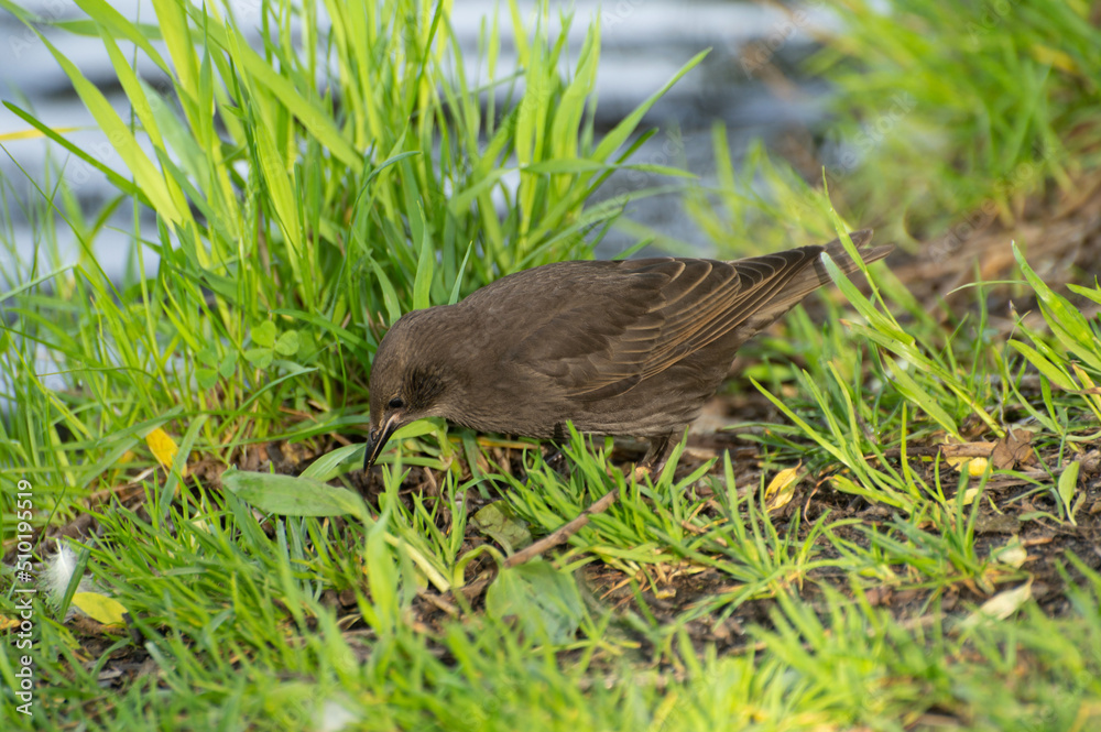A starling chick is looking for food among the green grass A starling chick is looking for food among the green grass