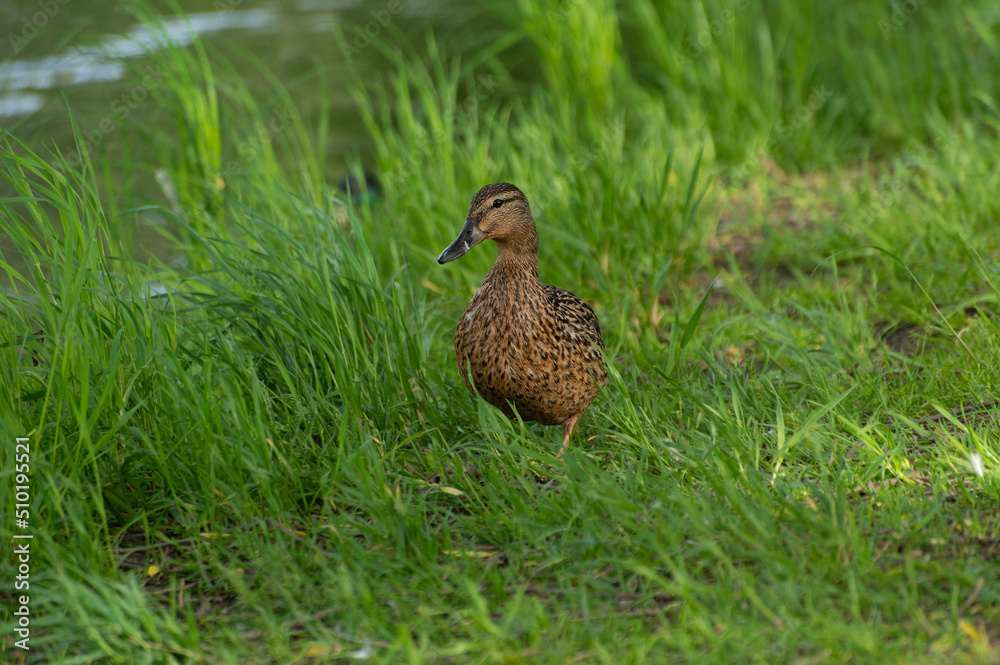 A brown duck gathers food in the grass near a pond and looks warily into the camera A brown duck gathers food in the grass near a pond and looks warily into the camera