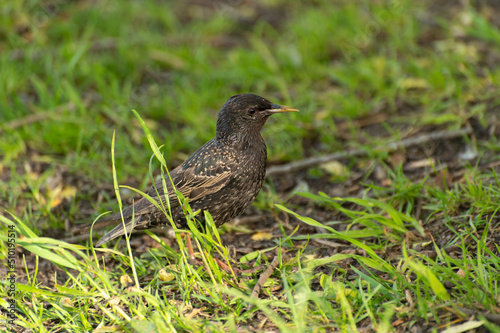 A starling chick is looking for food among the green grass