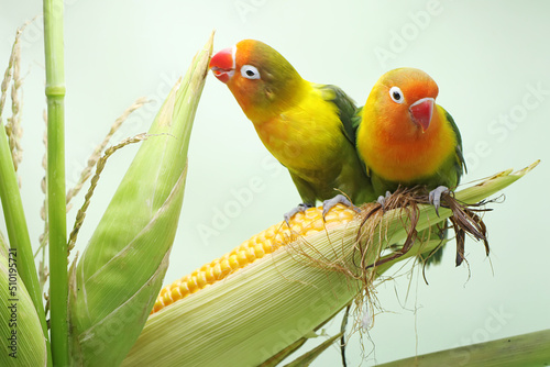 A pair of lovebirds are perched on a corn kernel that is ready to be harvested. This bird which is used as a symbol of true love has the scientific name Agapornis fischeri. © I Wayan Sumatika
