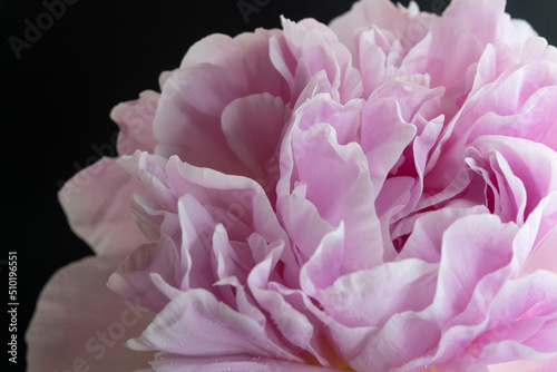 Fototapeta Naklejka Na Ścianę i Meble -  close up of pink peony