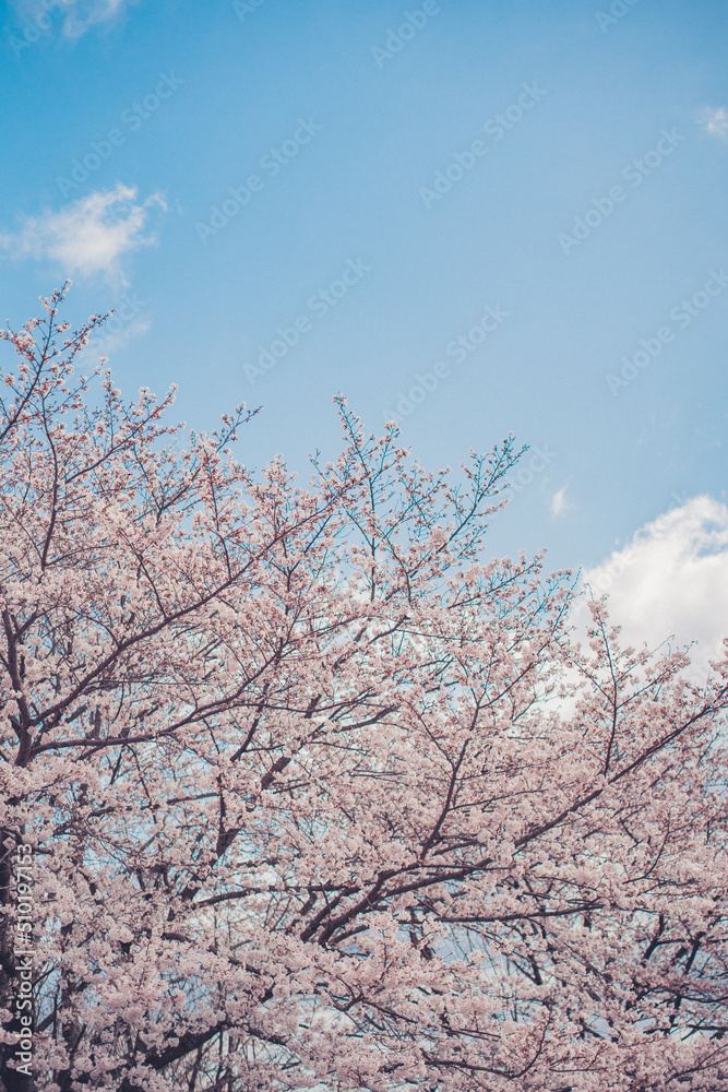 空と桜
