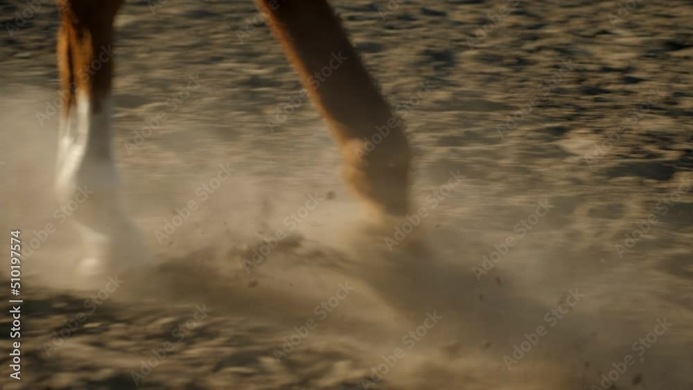 custom made wallpaper toronto digitalClose-up of a rider riding a horse on the field during training. Young Girl riding horse at sunset.