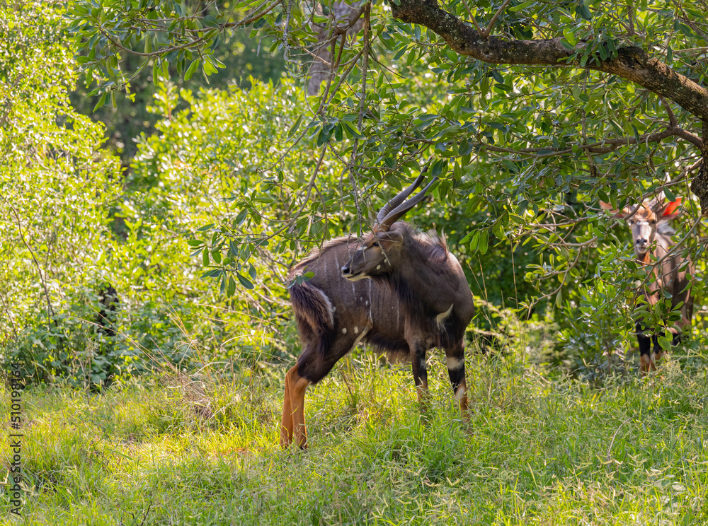 Fototapeta premium Nyala Antilopen im Naturreservat Hluhluwe Nationalpark Südafrika
