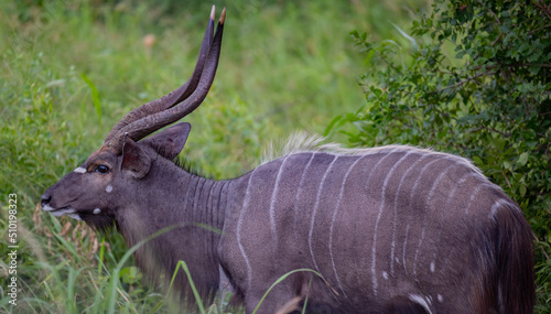 Nyala Antilopen im Naturreservat Hluhluwe Nationalpark Südafrika photo