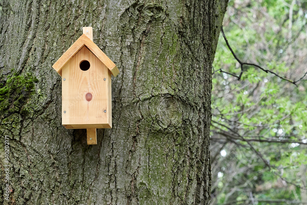 Birdhouse nailed to a tree. New home for birds. Birdhouse nailed to a tree. New home for birds.
