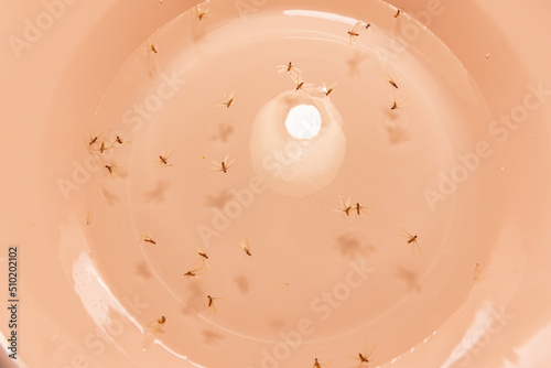 Flying termites drown in water. Put a pail or basin of water under the lamp to trap the winged termites.

 photo