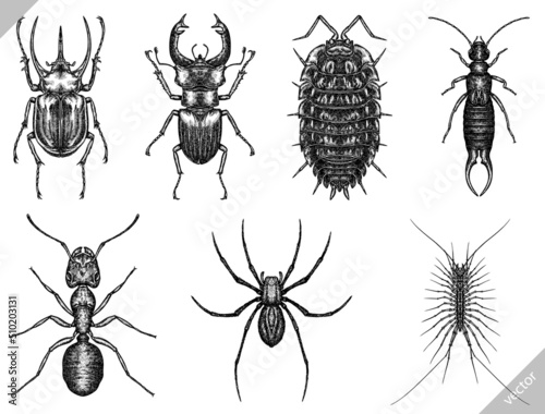 black and white engrave isolated insects vector illustration